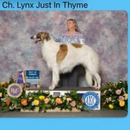 Thyme - Borzoi