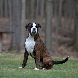 Cain - Boxer