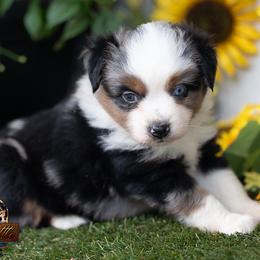 Encore - Blue merle female Miniature American Shepherd puppy in Granbury, Texas from Best Little Aussies
