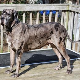 AURA - Merle female Great Dane puppy in Bay Shore, New York from Gentle Giant Companions