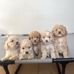 Cockapoo Puppies from East St. Poodles & Doodles