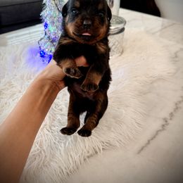 Hugo - Black and mahogany male Rottweiler puppy in Denver, Colorado from DR
