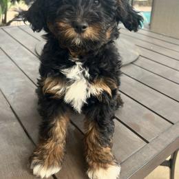Blossom - Black and tan female Companion Cross puppy in Calimesa, California from Teakwoodpoodleofsocal