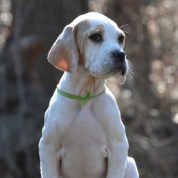 Pointers from Southern Pointers