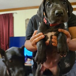 Great Dane Puppies from Borealis Danes