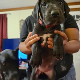 Great Dane Puppies from Borealis Danes
