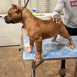 American Bully Puppies from Manuia Kennels