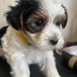 Yellow and Green - Parti male Yorkshire Terrier puppy in Cocoa, Florida from SummerTime AKC Yorkies