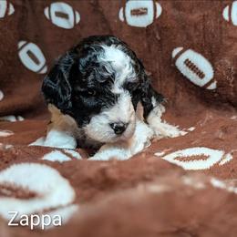 Zappa - Black and white male Cockapoo puppy in Sunset, Louisiana from Cano Cockapoos