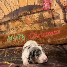 Comet - Dapple male Dachshund puppy in Erie, Michigan from Champagne’s Grinch Toe’d Dachshunds