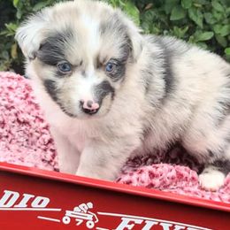 Australian Shepherds from Pondview Australian Shepherds