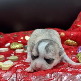 Lacie - Black sabled silver female Chihuahua puppy in Lee Center, New York from Alfheim-Andromeda Chihuahua's (A &A's)