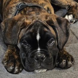 Boxers from Laelaps Boxers