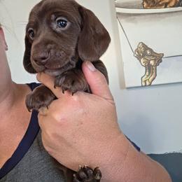 Trio - Chocolate female Dachshund puppy in El Paso, Texas from Mells Weenies