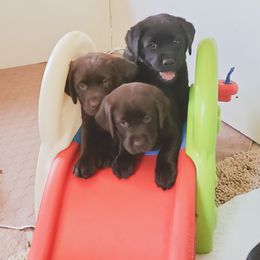 Labrador Retriever Puppies from Silver Birch Labrador Retrievers