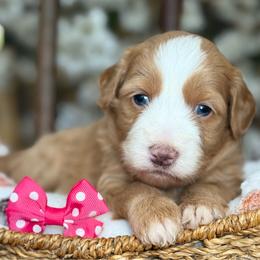 Gissel - Red female Bernedoodle puppy in Yuciapa, California from AlltheDoodlez_