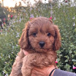 Cleo - Red female Cavapoo puppy in California from Tinkerpups