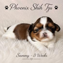 Sammy - Tricolor male Shih Tzu puppy in Hayden, Idaho from Phoenix Shih Tzu