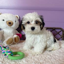Adorable Parti Coloration Male - Parti male Yorkshire Terrier puppy in Benson, Arizona from Happy Tails Yorkies