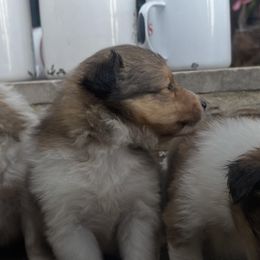 Shetland Sheepdogs from Lady B Sheltie
