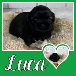 Luca - Sable male Shih Tzu puppy in Chico, California from North State Shih tzus