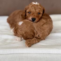 Max - Red male Australian Labradoodle puppy in Auburn, California from Poodles and Labradoodles breeder
