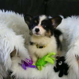 Girl 2 brown eyes black with a lotta white yellow collar - White and black female Pembroke Welsh Corgi puppy in Mountain View, Hawaii from Celtic Corgis