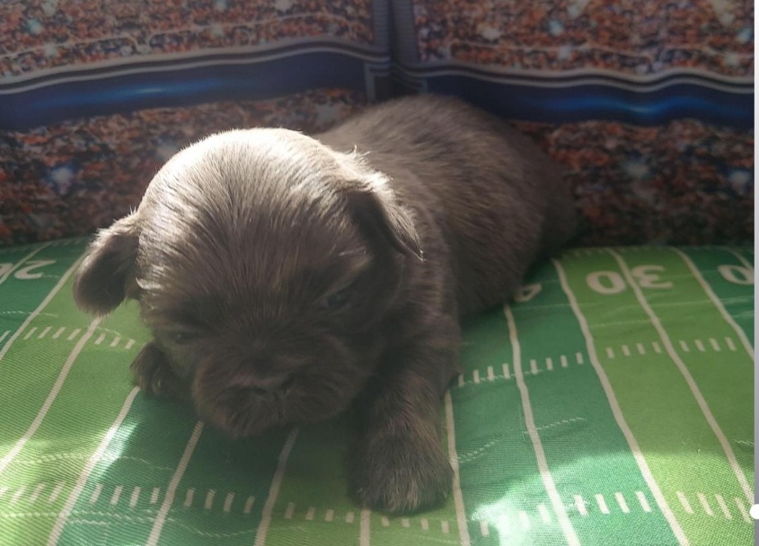 Shih Tzu Puppies from N.F.S.T Imperial ShihTzu Puppies.