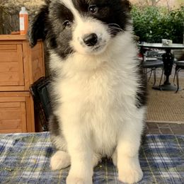 Border Collie Puppies from Beloved Border Collies
