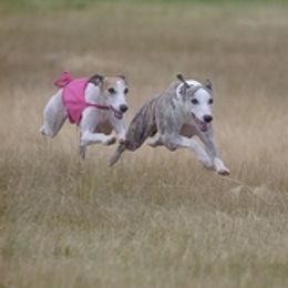 Whippet All Grown Up from Arwen Whippets
