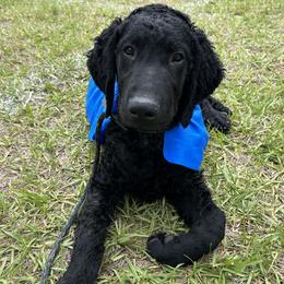Curly-Coated Retriever Puppies from Elflock Curlies