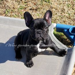 Boston Terrier and French Bulldog Puppies from Freedom Bostons
