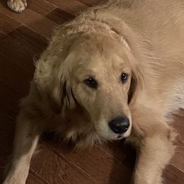 Winnie - Golden Retriever