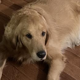 Winnie - Golden Retriever