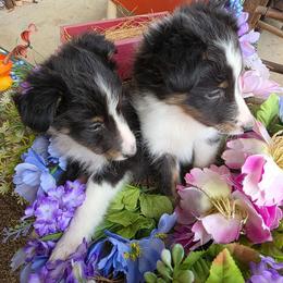 Oreo - Black white and tan male Shetland Sheepdog puppy in Altha, Florida from Hill Top Shelties