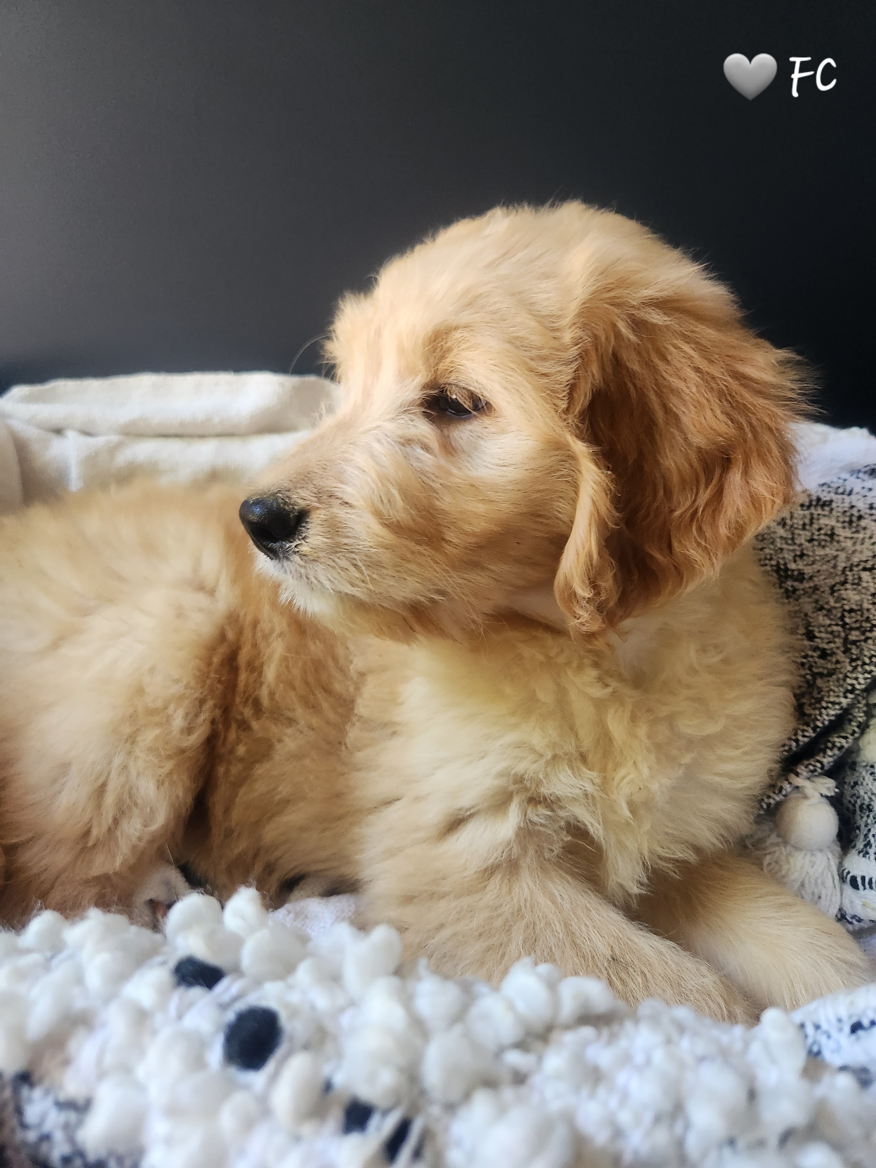 Goldendoodle Puppies from Oodles of Doodles