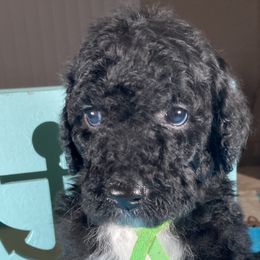 Boy 2 - Goldendoodle puppy in Ft White, Florida from Debra Guthrie's Doodles