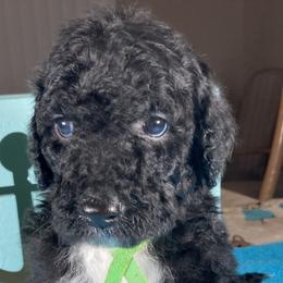 Boy 2 - Goldendoodle puppy in Ft White, Florida from Debra Guthrie's Doodles