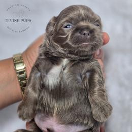 Diesel - Lilac male Shih Tzu puppy in League City, Texas from Divine Pups