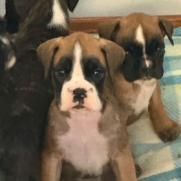 Delta - Fawn female Boxer puppy in Medical Lake, Washington from Box and Bully Estates: Boxers and Old English Bulldogs