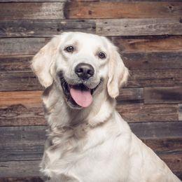 Ruby - Golden Retriever