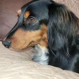 Willow - Dachshund