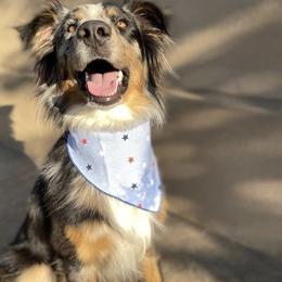 Australian Shepherd All Grown Up from A&K’s Aussies