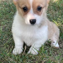 Girl 2 - Red female Pembroke Welsh Corgi puppy in Mount Carmel, Tennessee from Hidden View Farm