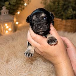 Phoebe - Black female Miniature Schnauzer puppy in Miami, Florida from Chiquiticos Shnauzers