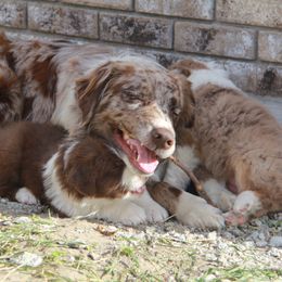 Australian Shepherd Puppies from Big Sky Aussies