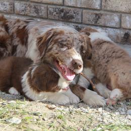 Australian Shepherd Puppies from Big Sky Aussies