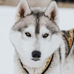 Finnik - Siberian Husky