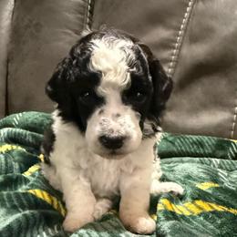 Kamack - Phantom male Poodle puppy in Huntsville, Alabama from Flint River Poodles