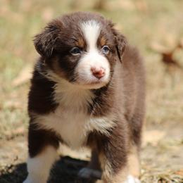 Brianna - Red tri-color female Australian Shepherd puppy in Violet Hill, Arkansas from Sweets' Cattle Co and Australian Shepherds